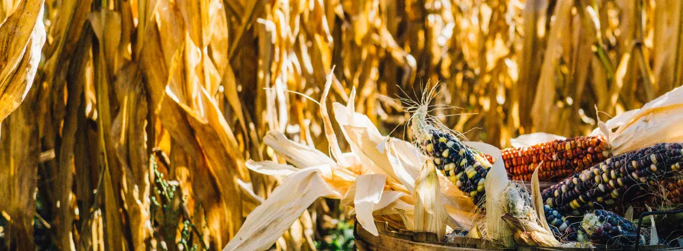 corn in a basket