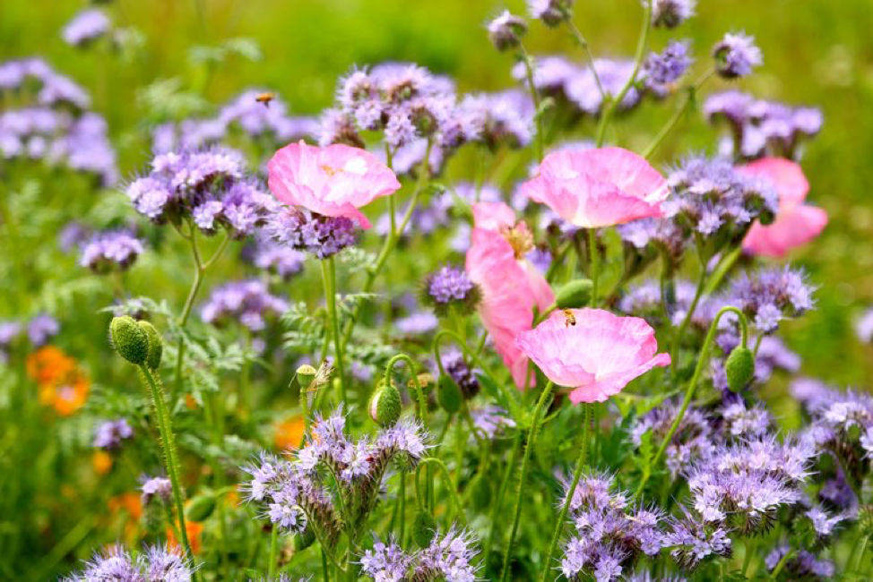 What can Weeds tell me about my Soil? Green America