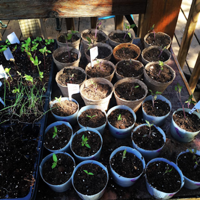 pots growing seedlings for garden