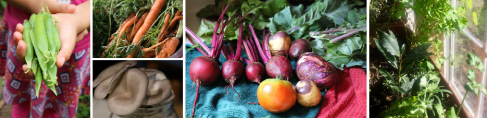 Hand-picked vegetables, including peas, carrots, mushrooms, beets, tomatoes, and herbs