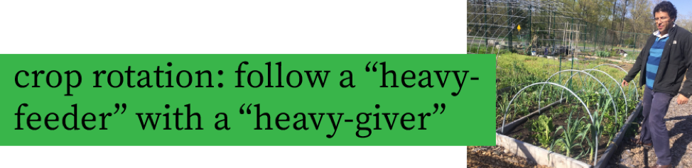 Nicky's husband in the garden with the quote: "crop rotation: follow a heavy-feeder with a heavy-giver."