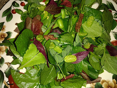 salad by Cynthia