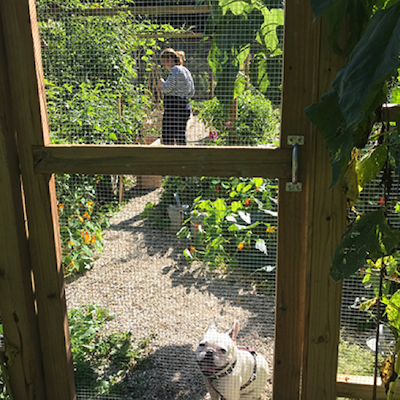 girl and dog inside fenced garden