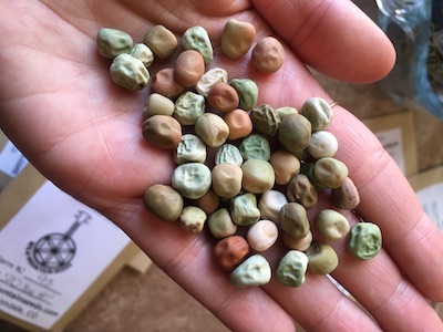 hand holding seeds to show garden supplies for climate victory garden