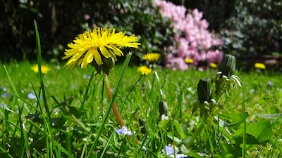 dandelion in a lawn