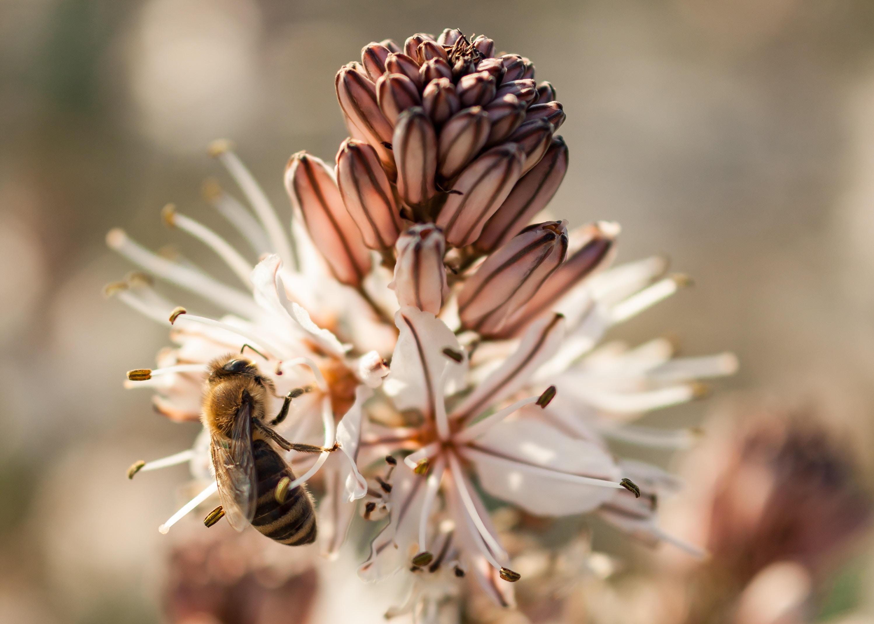 bee on flower