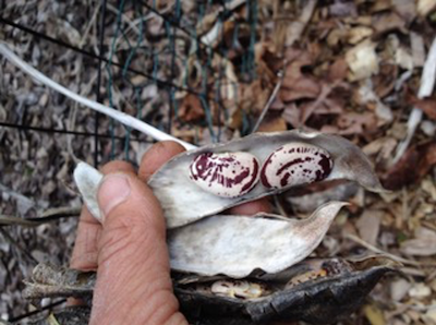 woman holding dry beans in garden. seed saving.