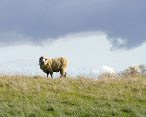 Wool provides for a healthy, clean and natural sleep