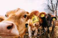 Cows in field with ear tags