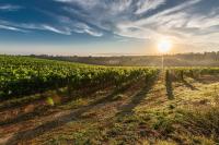 Image: sunrise over a vineyard. Title: Other GMO Issues