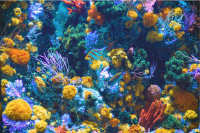 Colorful coral and fish underwater
