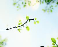 green leafy branch and a bright blue sky, eco-friendly trends turn to nature