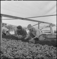 Image: Japanese Americans planting tomatoes during WWII. Title: Reclaiming Victory Gardens from Our Racist History