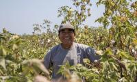 organic cotton farmer in Peru with his hands on his hips, smiling. He is wearing a gray hat that says eco-cotton and is surrounded by green leaves.