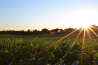 Image: sun setting over lush farmland. Title: Methods of Regenerative Agriculture #2: Zero or Low Tillage & Mulching