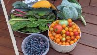 Lettuce, blueberries, and tomatoes in different bowls on a picnic table.