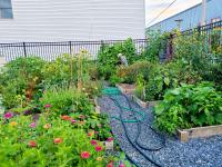 A wide shot of Locust Point community garden, with raised garden beds full of green foliage, flowers, and veggies. A man walks in the background, investigating the vines.