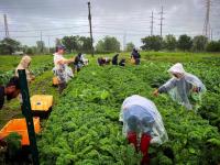people in urban growers collective harvesting curly lettuce in the field.
