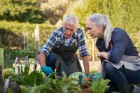 man helping woman in garden, find local help for your climate victory garden
