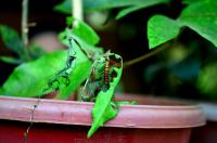 caterpillars eating leaf, using organic pesticides safely