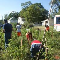 Community members come together to garden in a lush green vegetable patch.