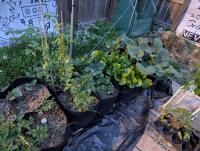 image shows lots of green plants growing in cloth grow bags