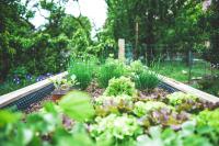 Image: lush raised bed garden. Topic: Climate Victory Gardening 101