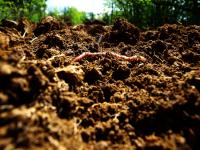 close up of rich climate victory garden soil with an earth worm