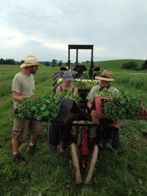 Ross Duffield, Rodale Institute’s farm manager; Madeline Keller, Rodale intern; and Larry Byers, Rodale intern; using a no-till transplanter.