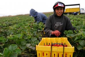 teenage boy picking strawberries
