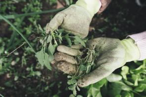 Image: person holding pulled weeds. Title: What Are Invasive Species?