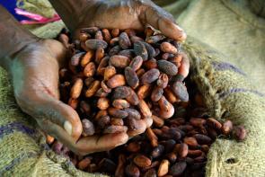 Image: dried cocoa beans held by two hands. Title: A Step Towards Combatting Child Labor in Cocoa