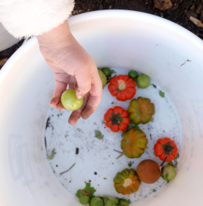 Bennett Compost