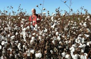 man standing in cotton field