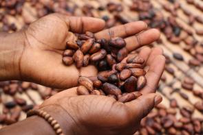 Image: hands holding cocoa beans. Title: What does child labor in chocolate look like?