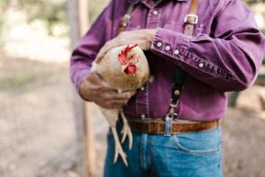 chicken being held by a farmer