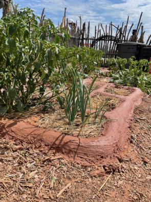 zuni waffle garden growing garlic and peppers