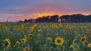 a field of yellow sunflowers during sunset. The last rays of sun filter over the treeline in beautiful streaks of gold.