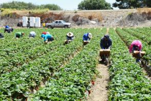 farmworkers bent over in a green field. They are picking strawberries and placing them in boxes.