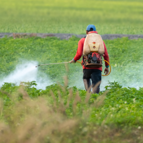 A farmworkers spraying harmful pesticides in green field