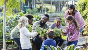 A Black man is holding a tray of potted tomatoes. He is looking at a blonde child and talking with a happy look on his face. He is surrounded by five children, including the blonde child. To his immediate left and right are his daughter and son, respectively. A mom leans over from outside the circle of children to observe. They are all in a vibrant community garden.