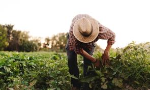 Whole Foods approves Soil & Climate Initiative certification, expanding regenerative options for farmers and suppliers.