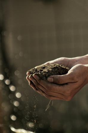 Hands holding soil.