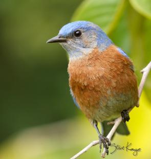 Western Bluebird, Male