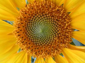 Biodynamic Sunflowers