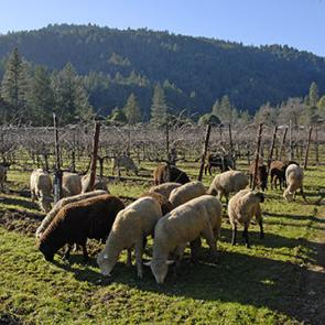 sheep in Pinot Vineyard