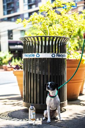 This picture features a small dog sitting in front of a large dark green metal recycling bin in downtown Bethesda. 
