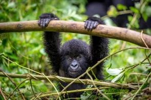 An adorable baby gorilla from our Gorilla Trekking Trip to Rwanda and Uganda