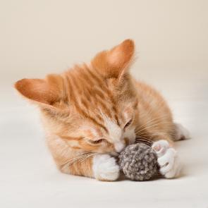 Yellow kitten with grey wool cat ball between its paws 