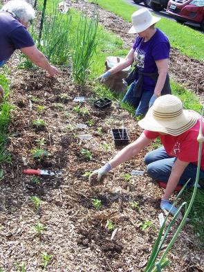 Fulton County Pa Master Gardener Victory Garden Green America